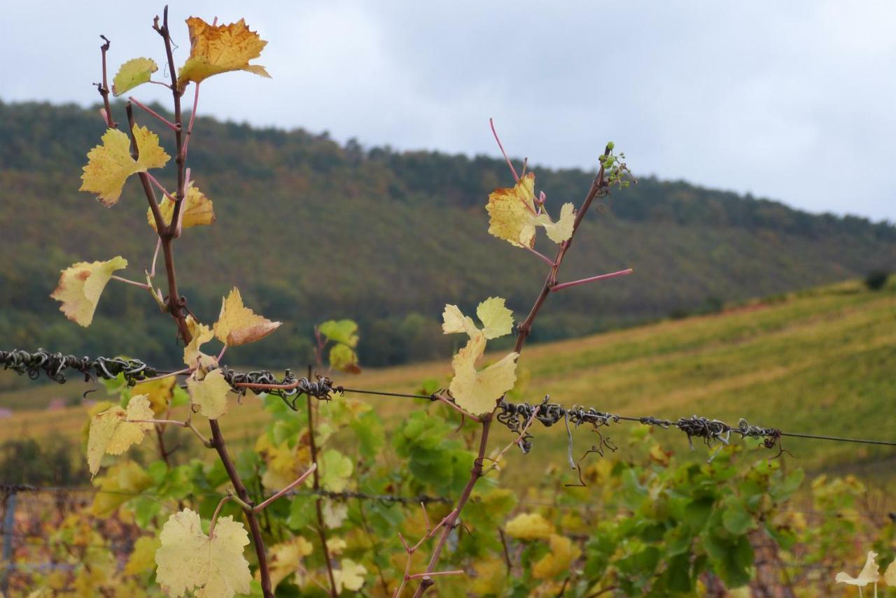 Hotel Marcia Donatti - A L'Ombre Des Coteaux Sao Paulo Kaysersberg-Vignoble Zewnętrze zdjęcie